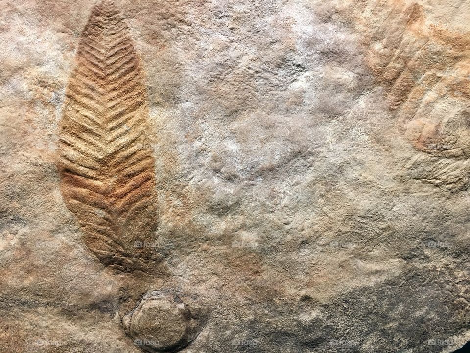 Fossilised plant leaf in sandstone rock slab millions of years old, closeup background, concept geology, biology, botany, history and science, copy text space