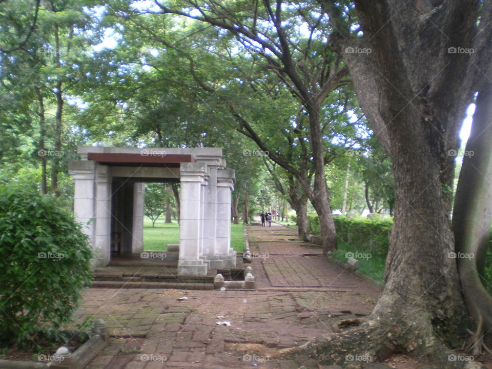 Tree, Wood, No Person, Park, Road