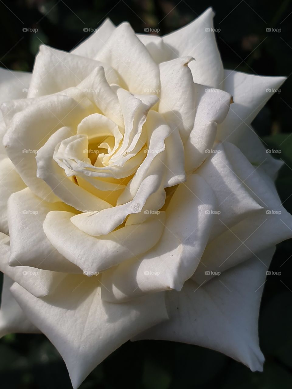 white rose closeup