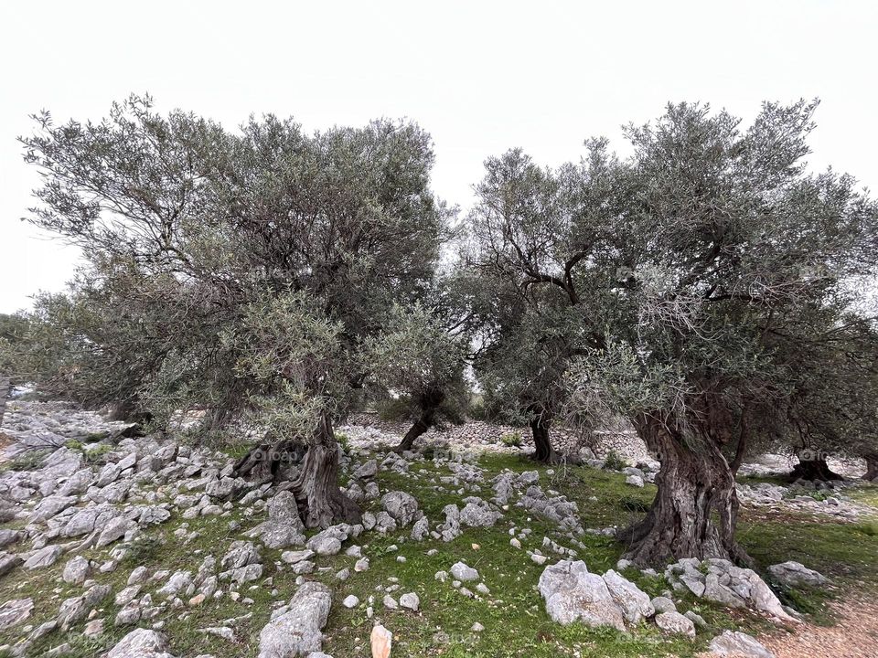 500 Years old Olive tree