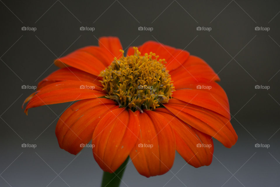 orange flower