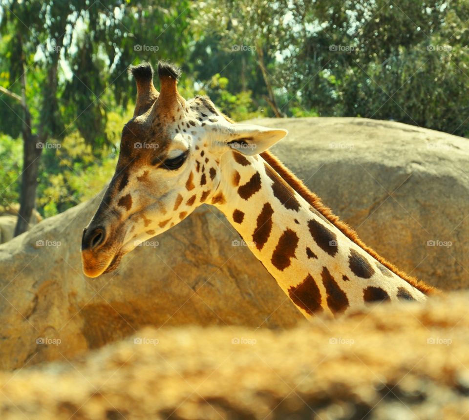 cute giraffe in Spanish biopark