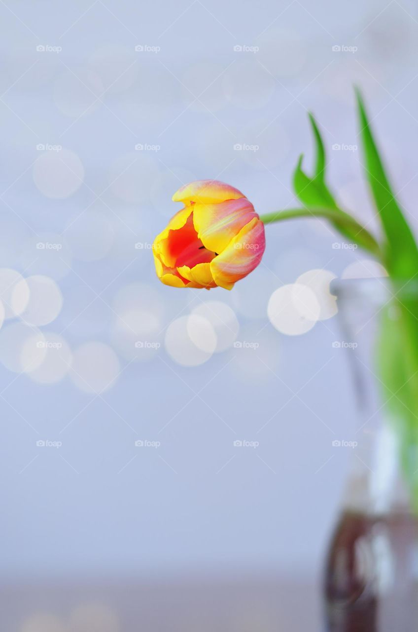 Top view of beautiful blooming flowers,  tulips in a vase at the table.  Spring time