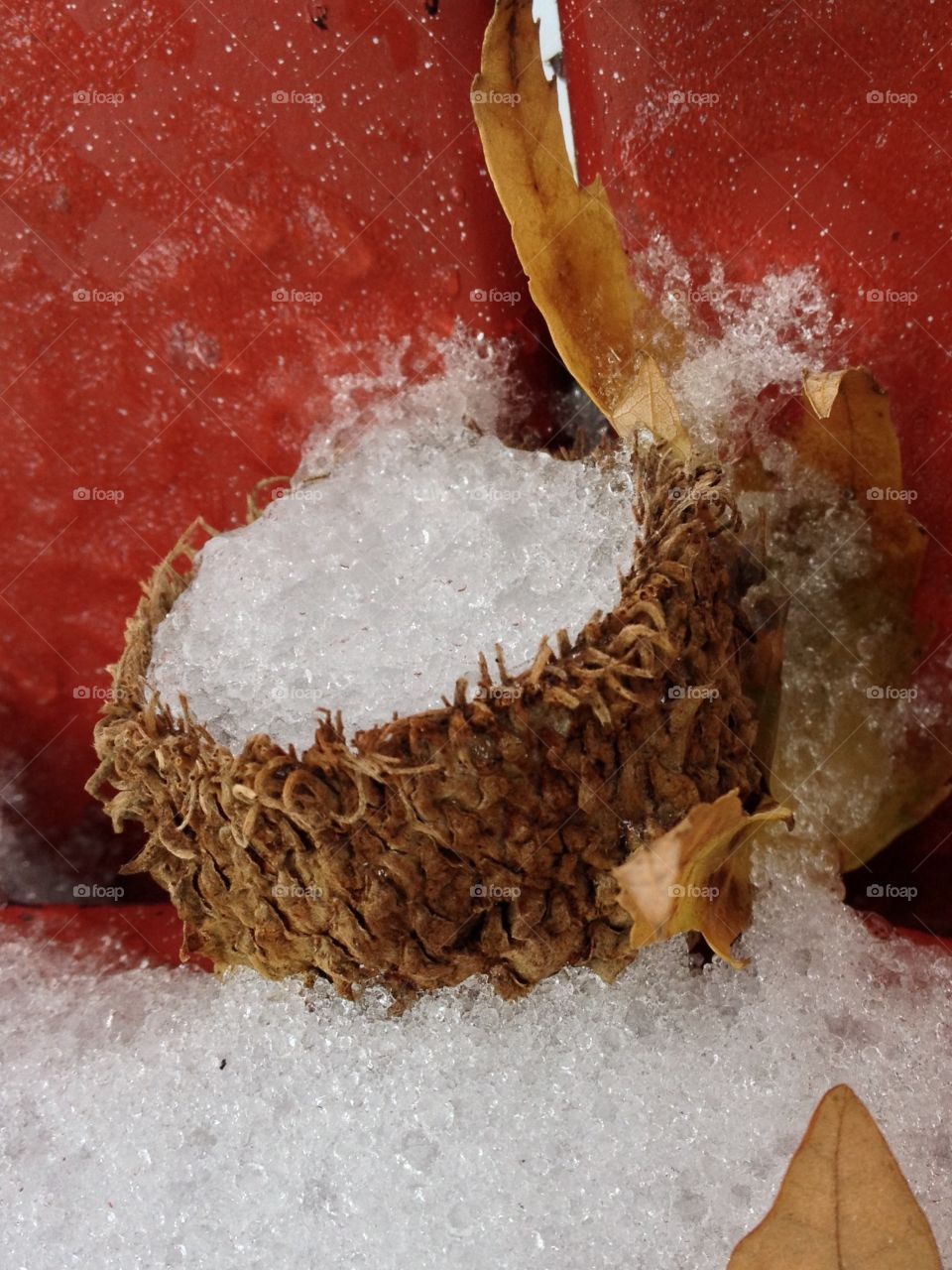 Acorn shell filled with snow 