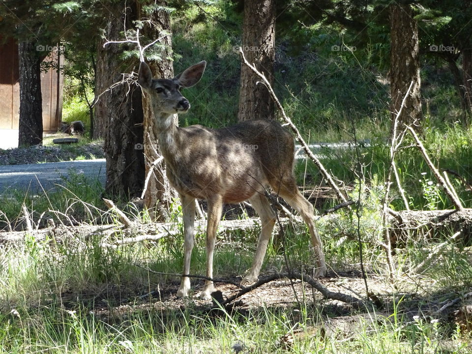 Ruidoso, NM