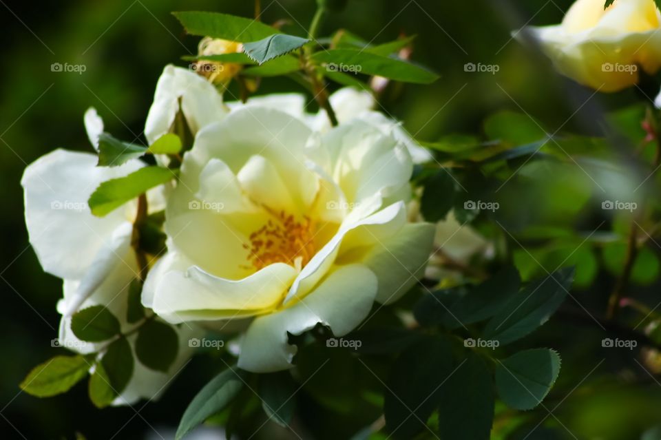 white, rose, white rose, flower, outdoor, soft, simple, vibrant, beautiful