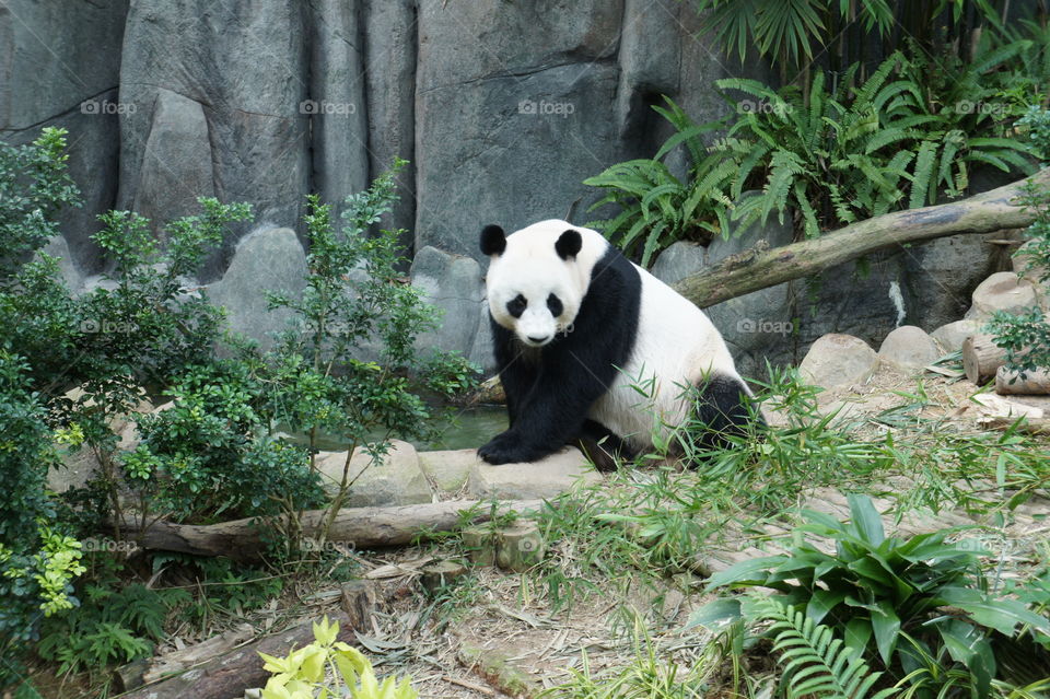 Panda
