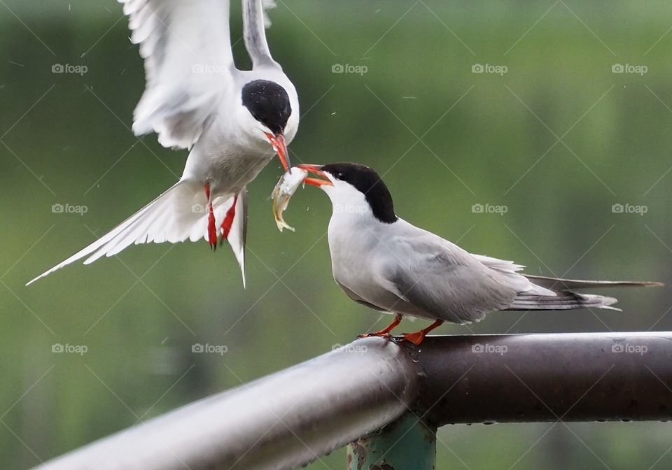 Tern feeding