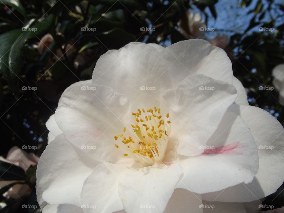 White Camellia Flower