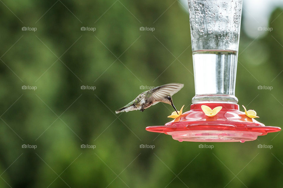 female hummingbird eating