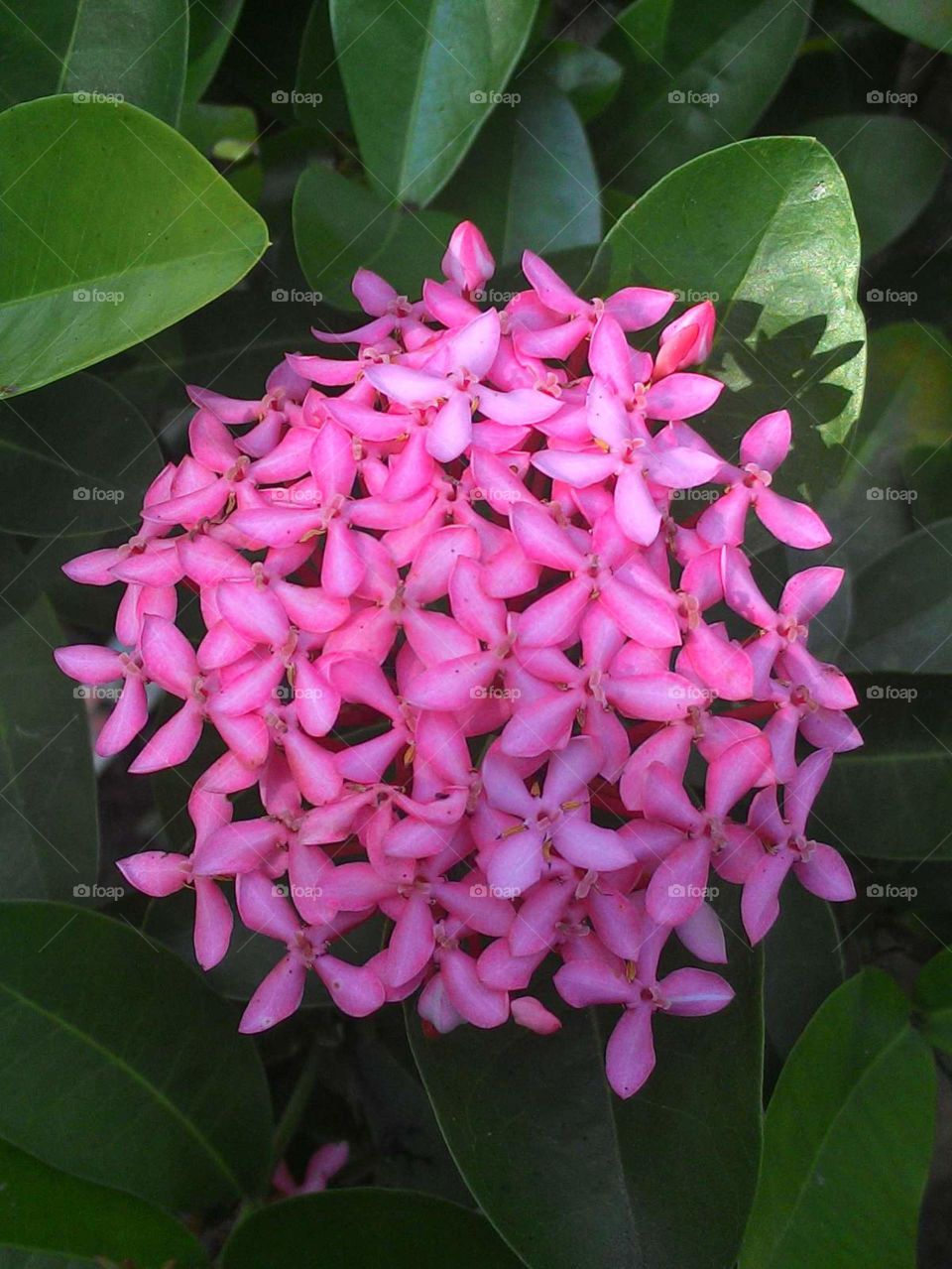 20+ Gambar Bunga Asoka Pink - Gambar Bunga HD