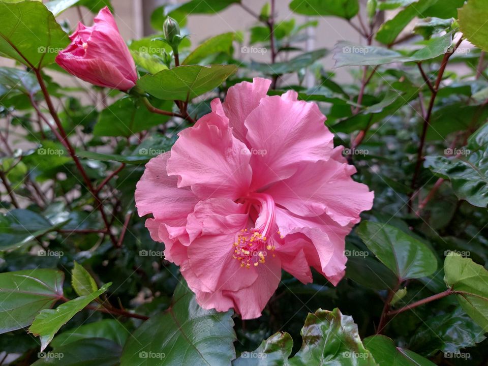 Pink Peony flower