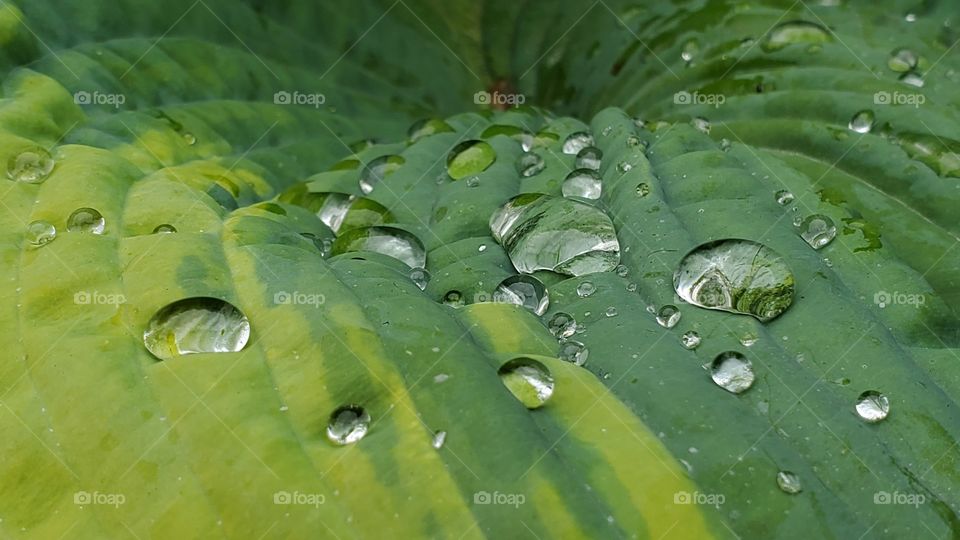Water droplets on a broad green leaf