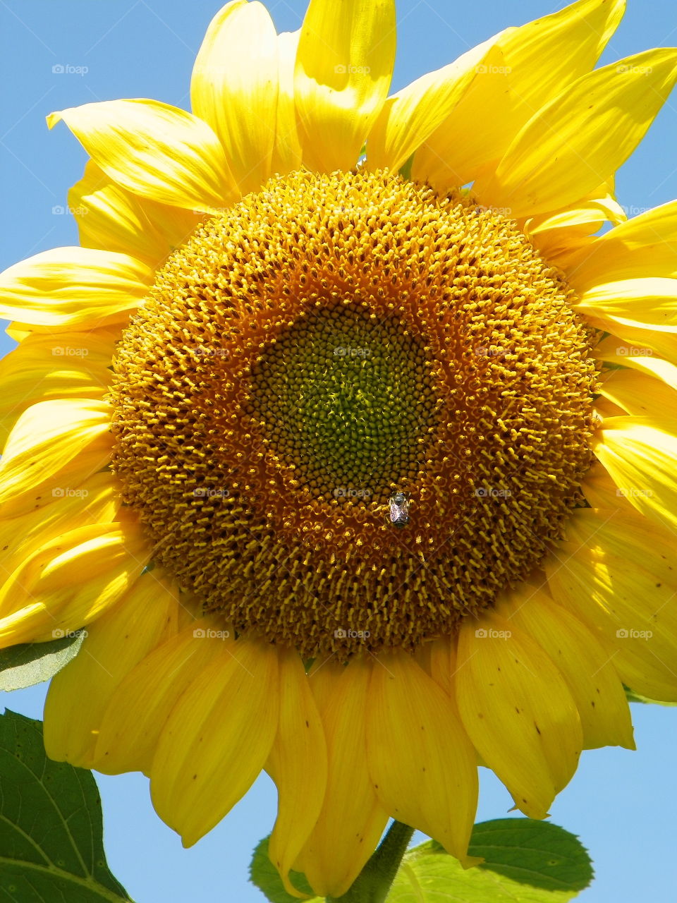 Close up of sunflower 