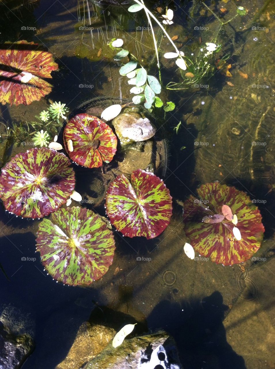 Water lilies