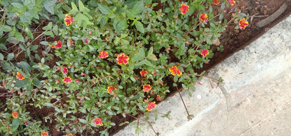 Tiny blooms 🌺❤️✨