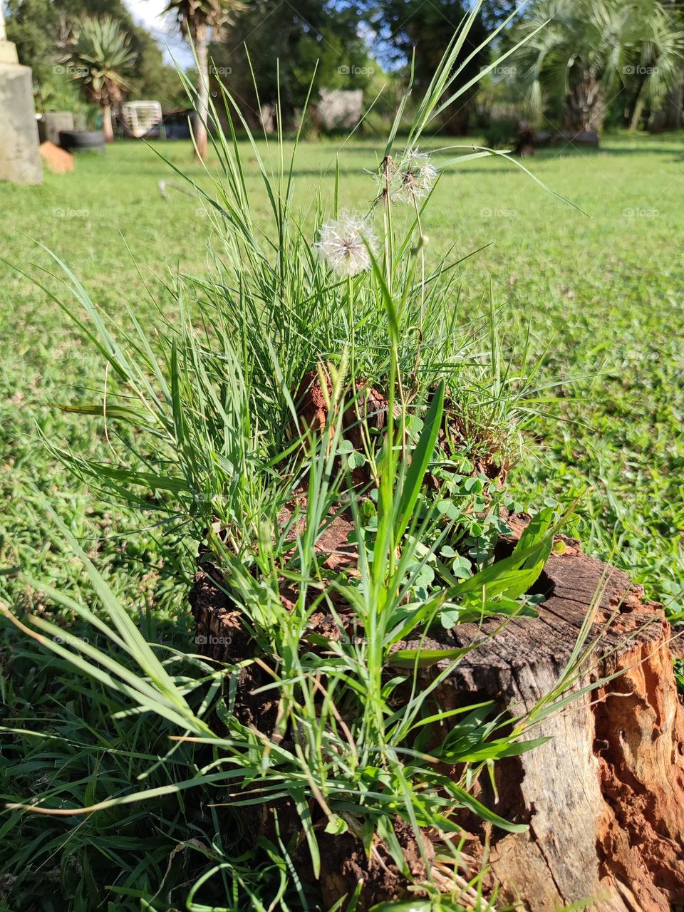 Dandelion plant, growing in a stump