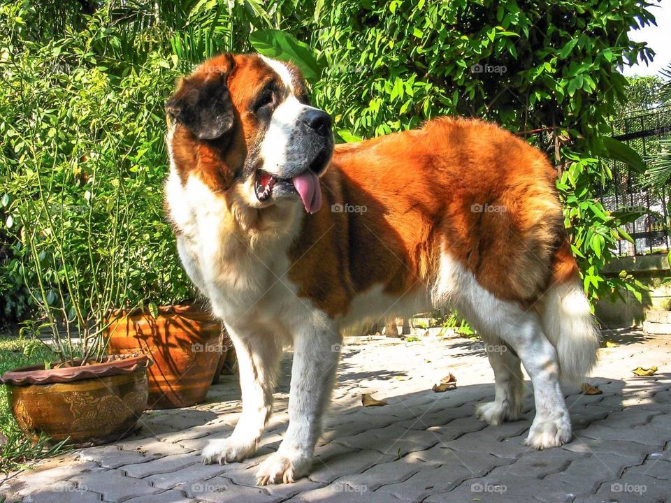 Saint Bernard