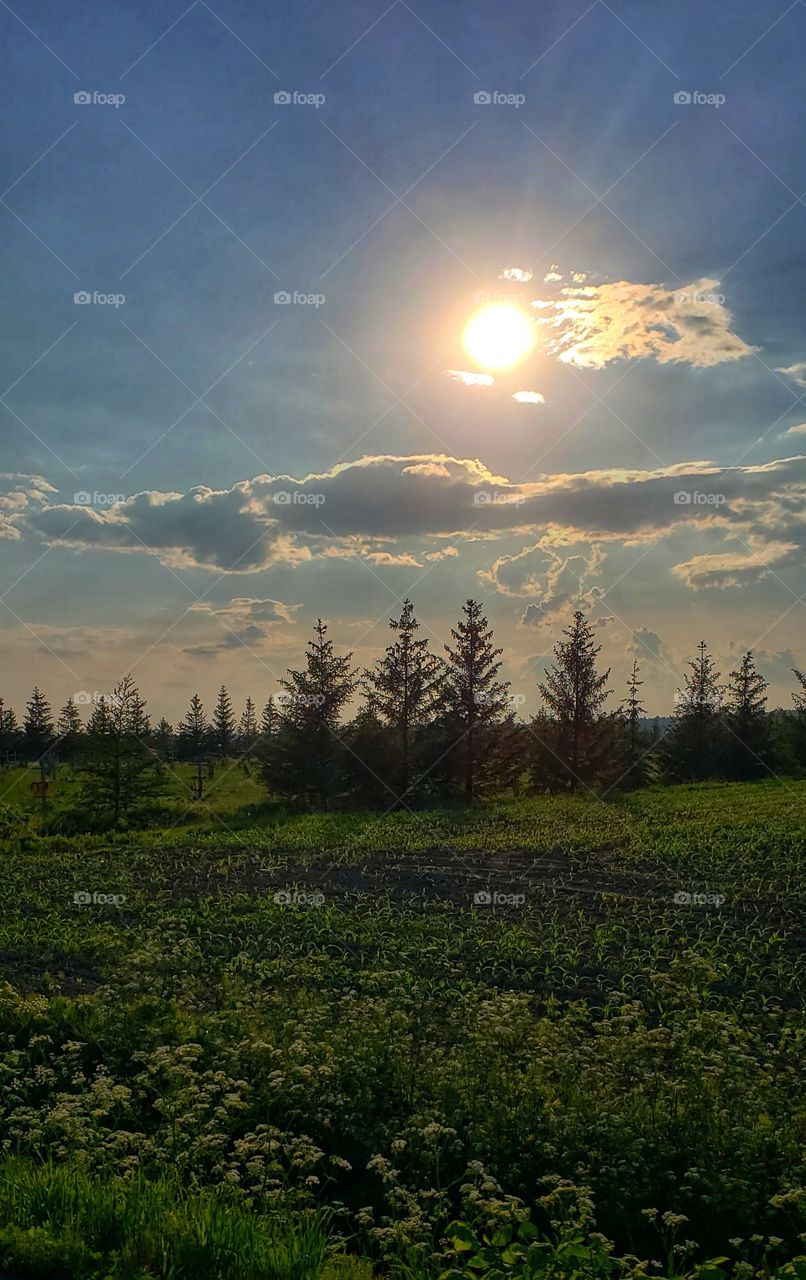 “Forest”. Voila!