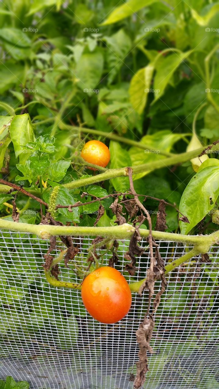 Food, Fruit, Leaf, Healthy, Vegetable