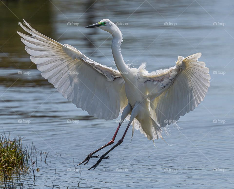 Egret landing