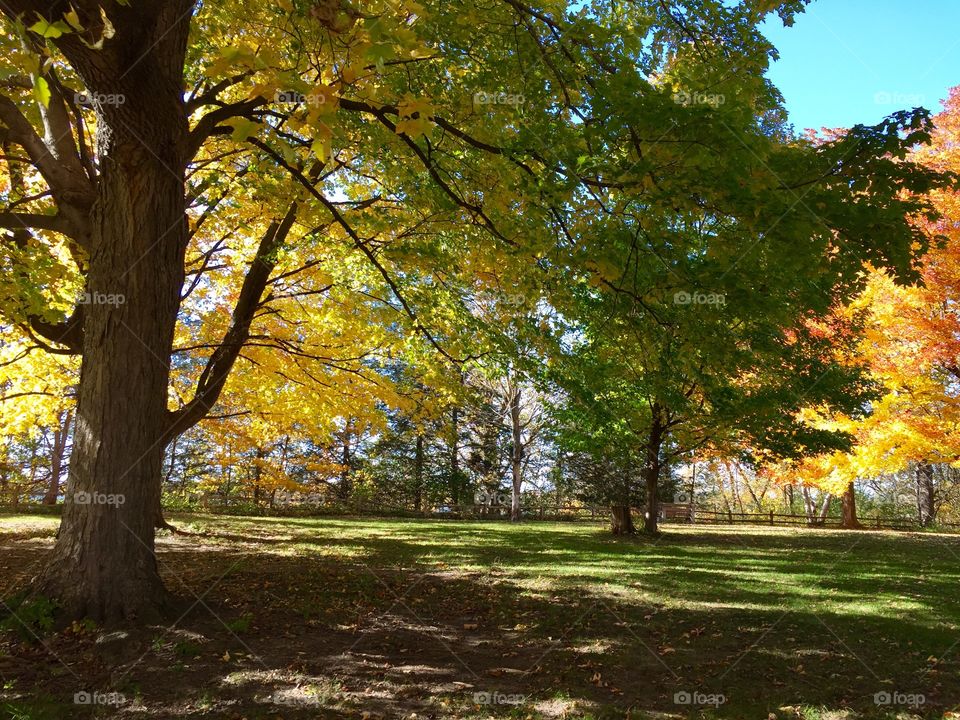 Minnesota Fall