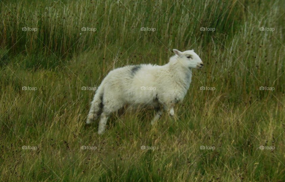 Model sheep
