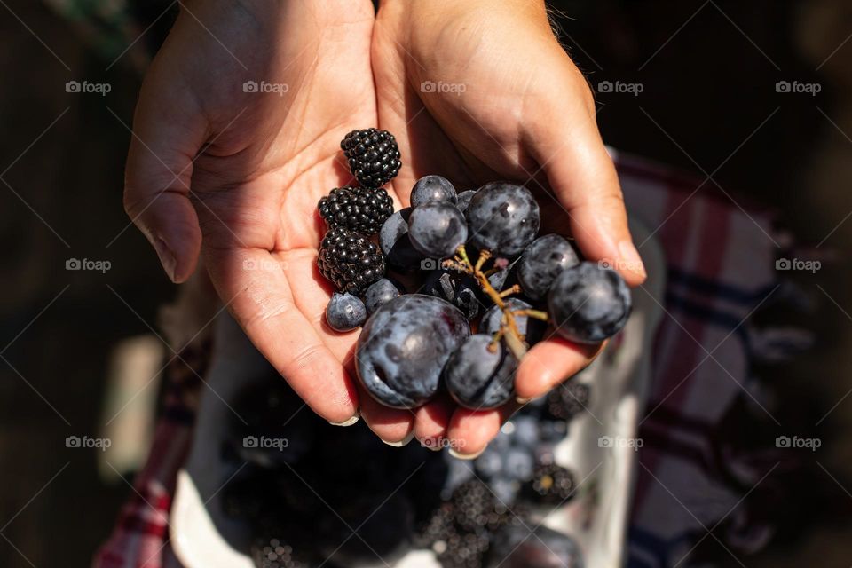 summer fruit, grapes, blackberries, black currants