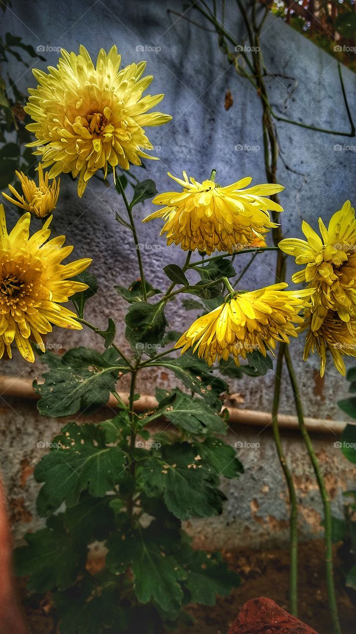 菊花 chrysanthemum गुलदाउदी