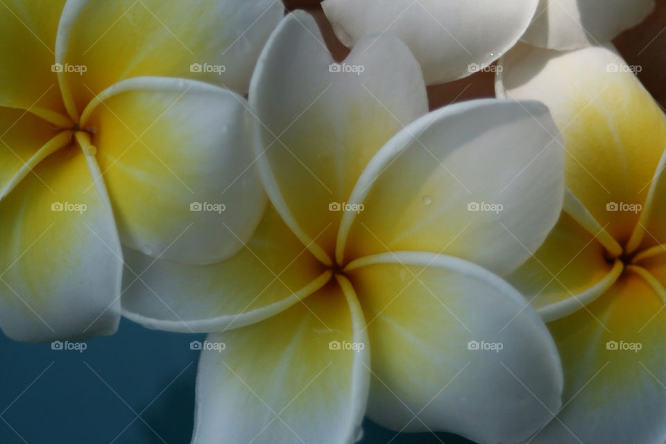 yellow flower white water by chrille_b