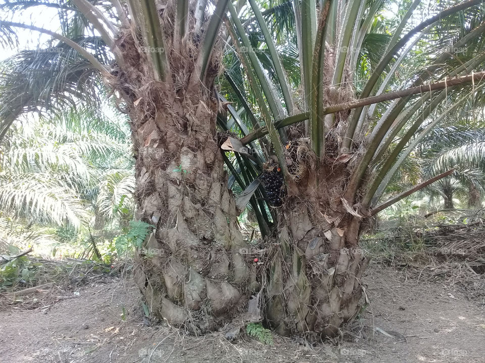 tree palm double because for genetic