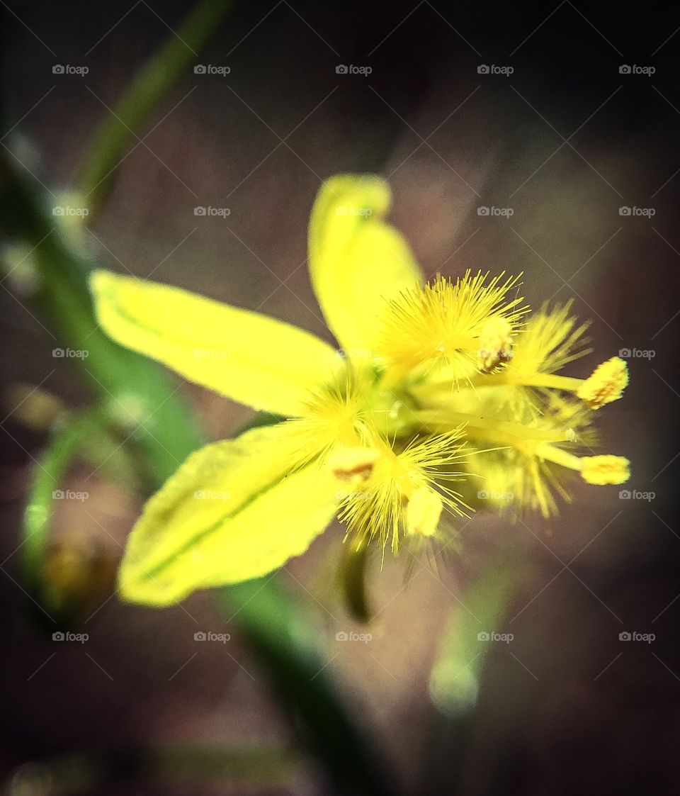 Bulbine