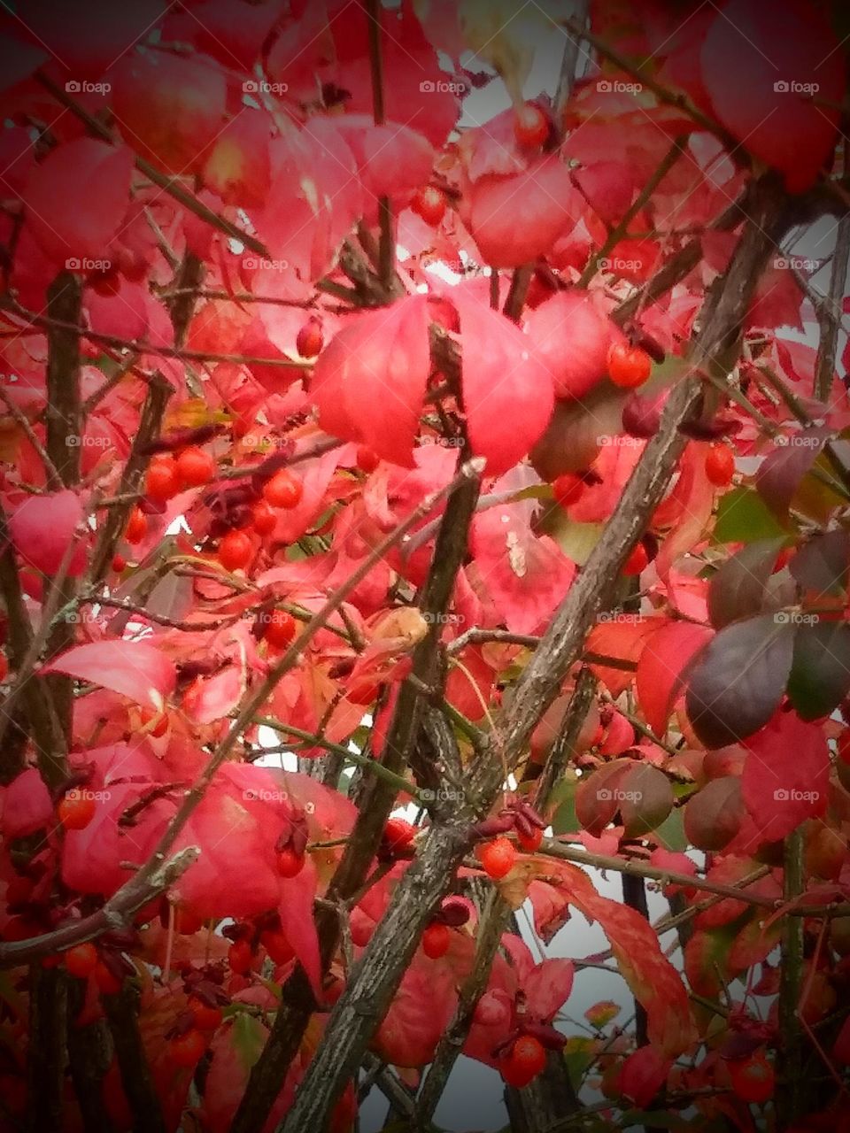 red bushes