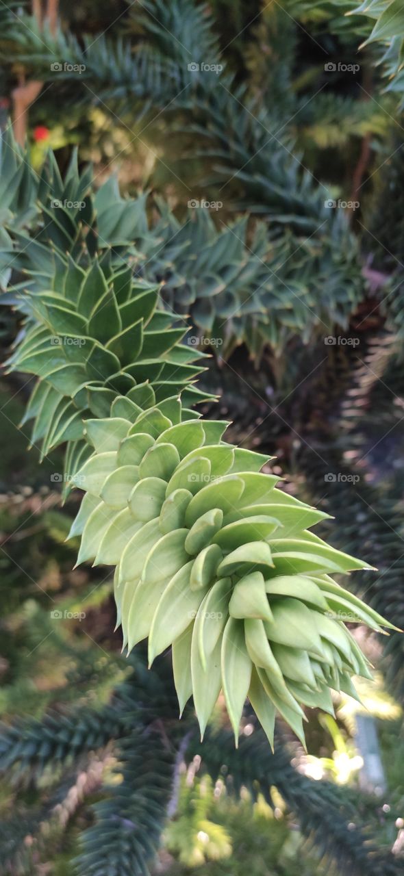 Chilean araucaria - coniferous tree, looks very unusual