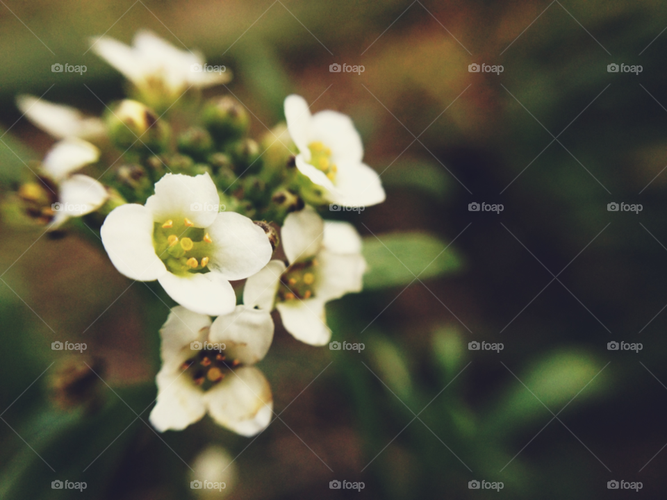 flowers garden macro closeup by gene916