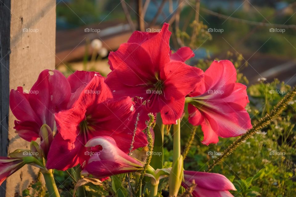 Amaryllis lily in full bloom, shot during sunrise, having the effect of golden hour.