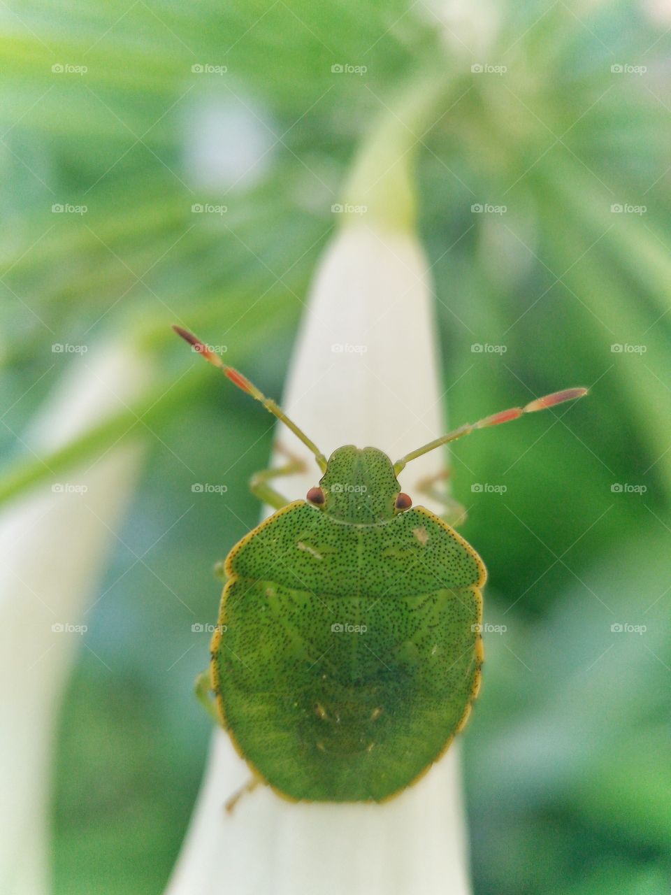 Green bedbug