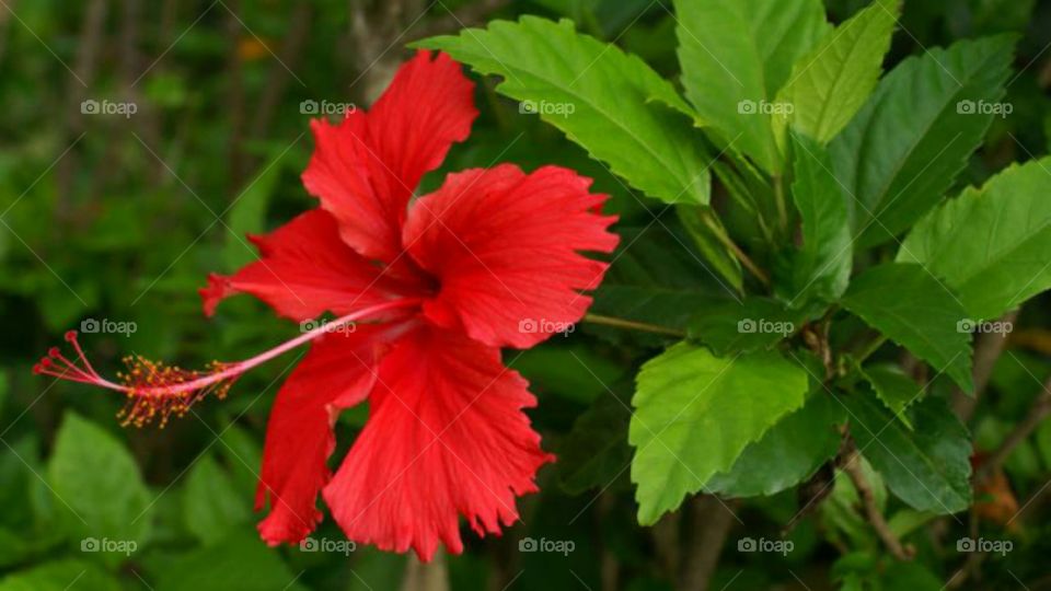 Red flower.