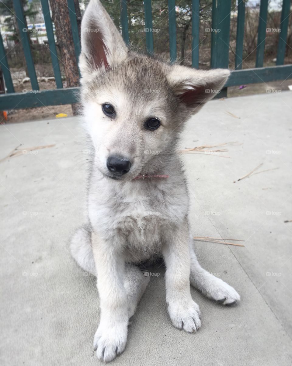 Wolf pup keeva sitting pretty and wondering if mom has a treat for her!! 