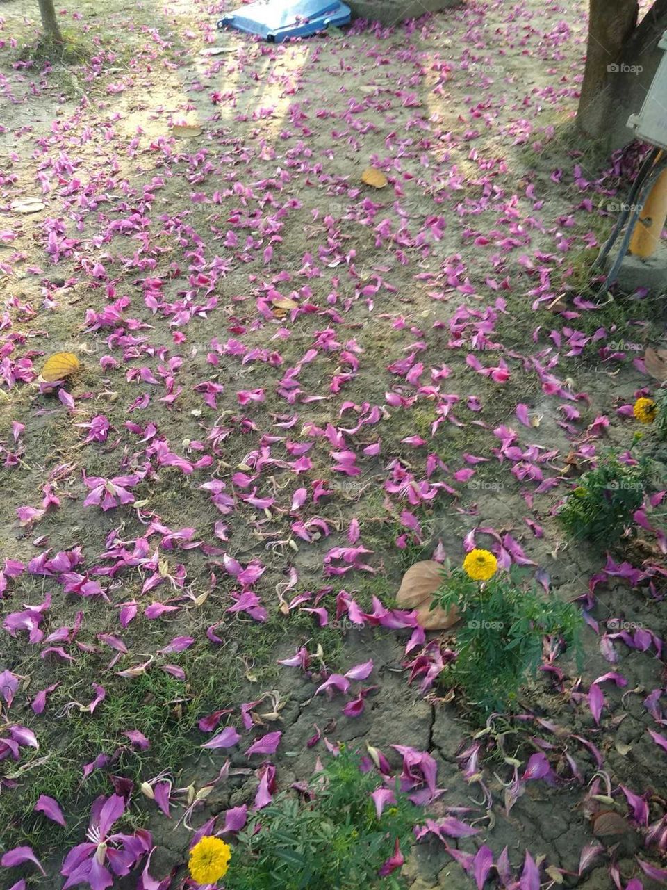 Flowers of trees are scattered on the road