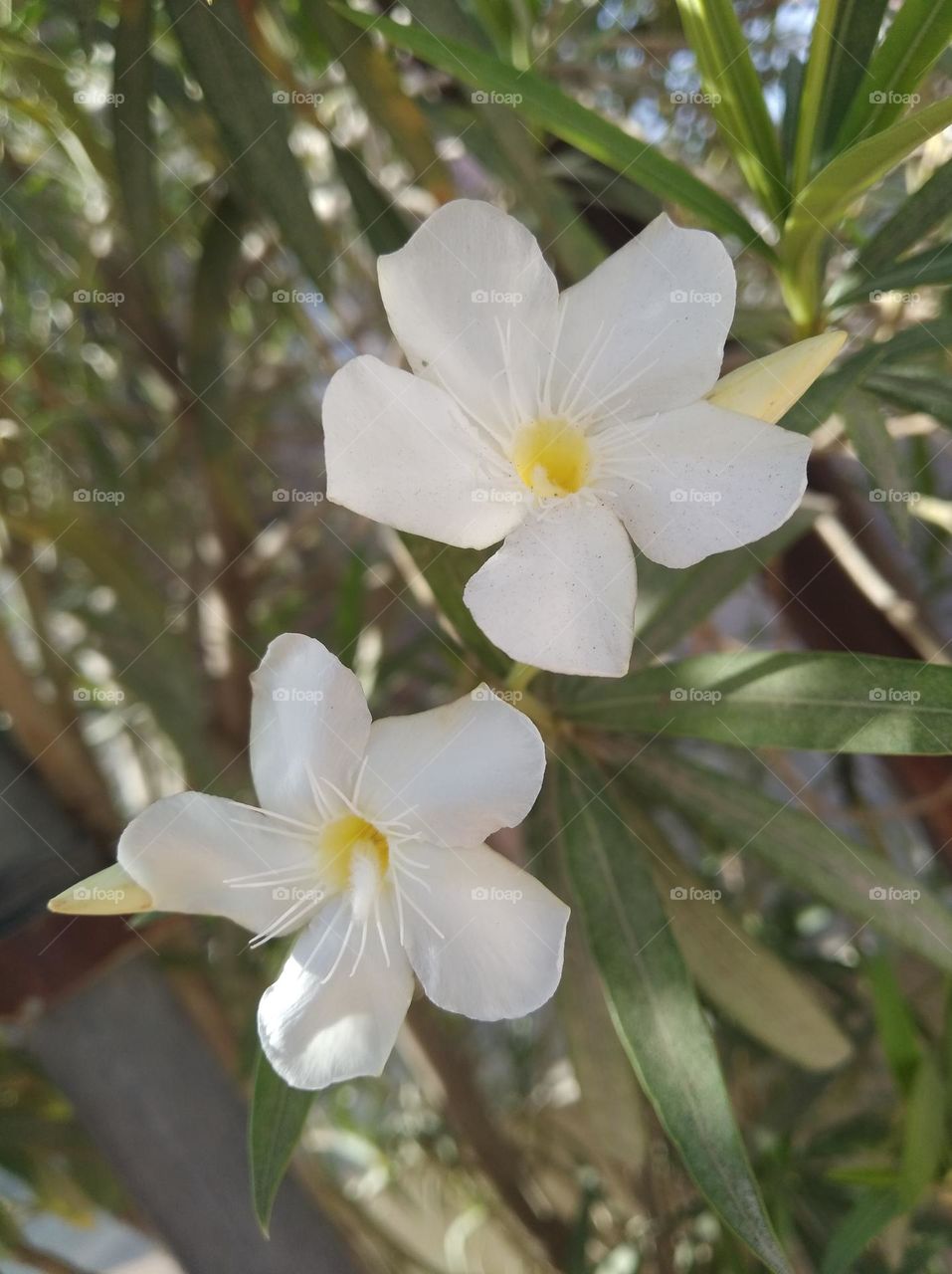 Jasmine white flower looks very beautiful generally found everywhere fresh seasonal looking very beautiful