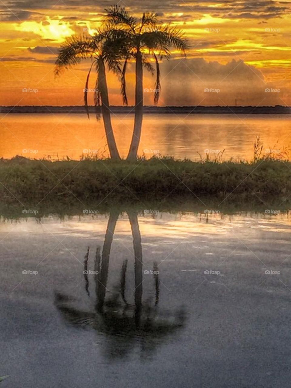 Silhouette of palm trees reflected in the water during a sunset