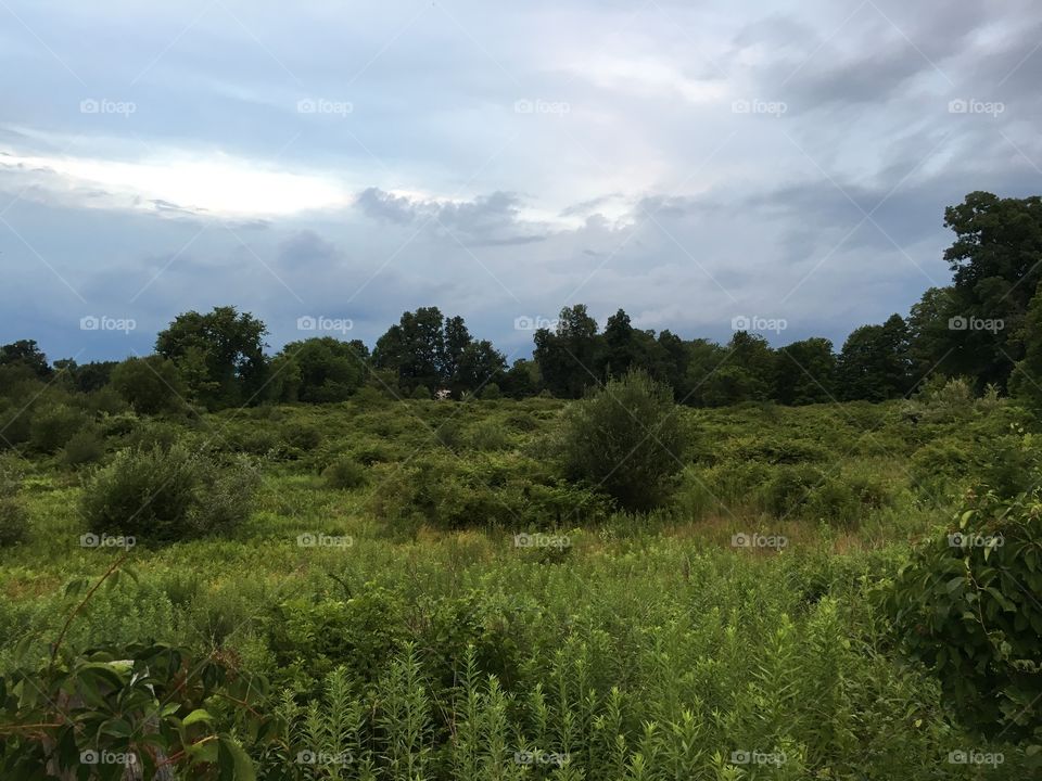 Field at Dusk