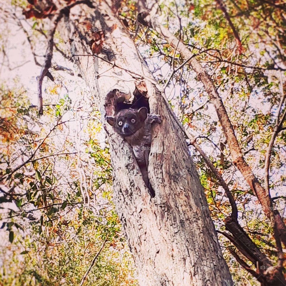 Lemur hiding in the tree