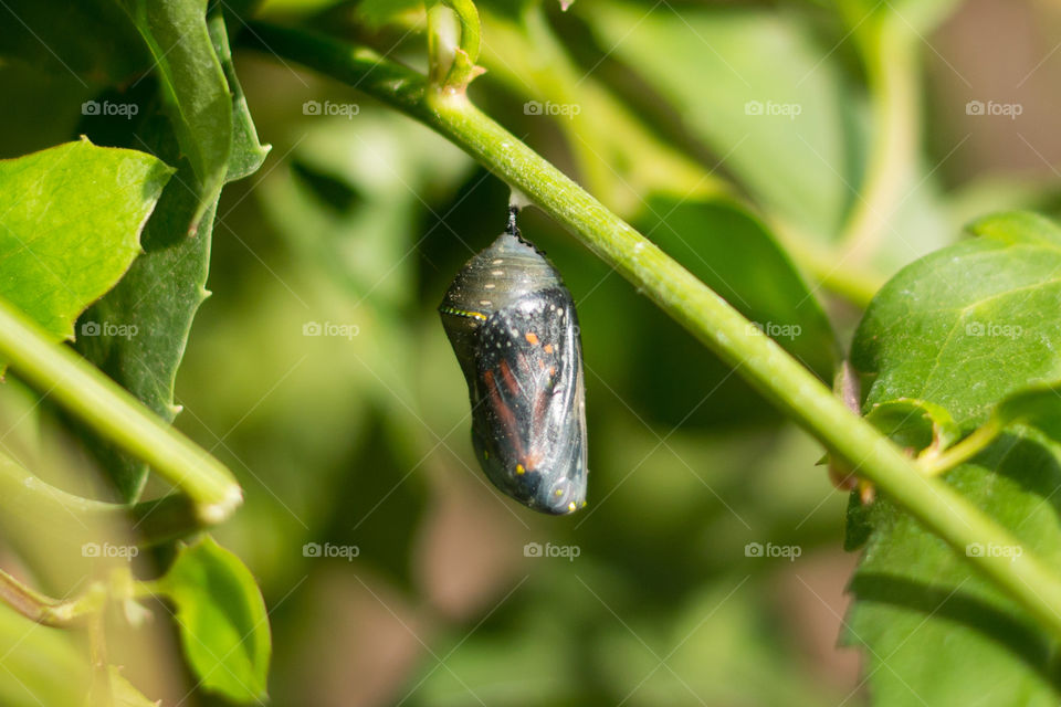 Monarch cocoon 