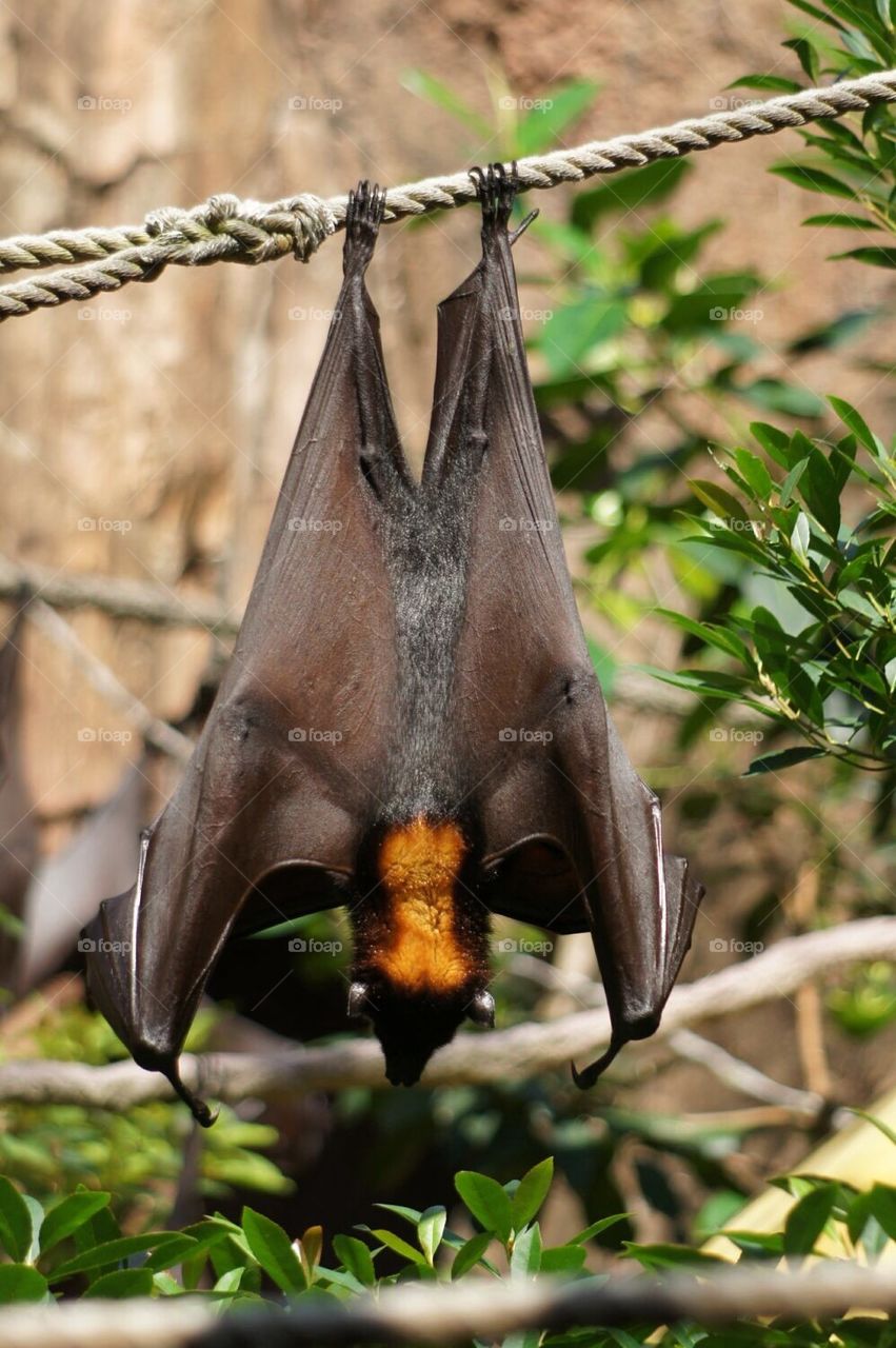Hanging fruit bat