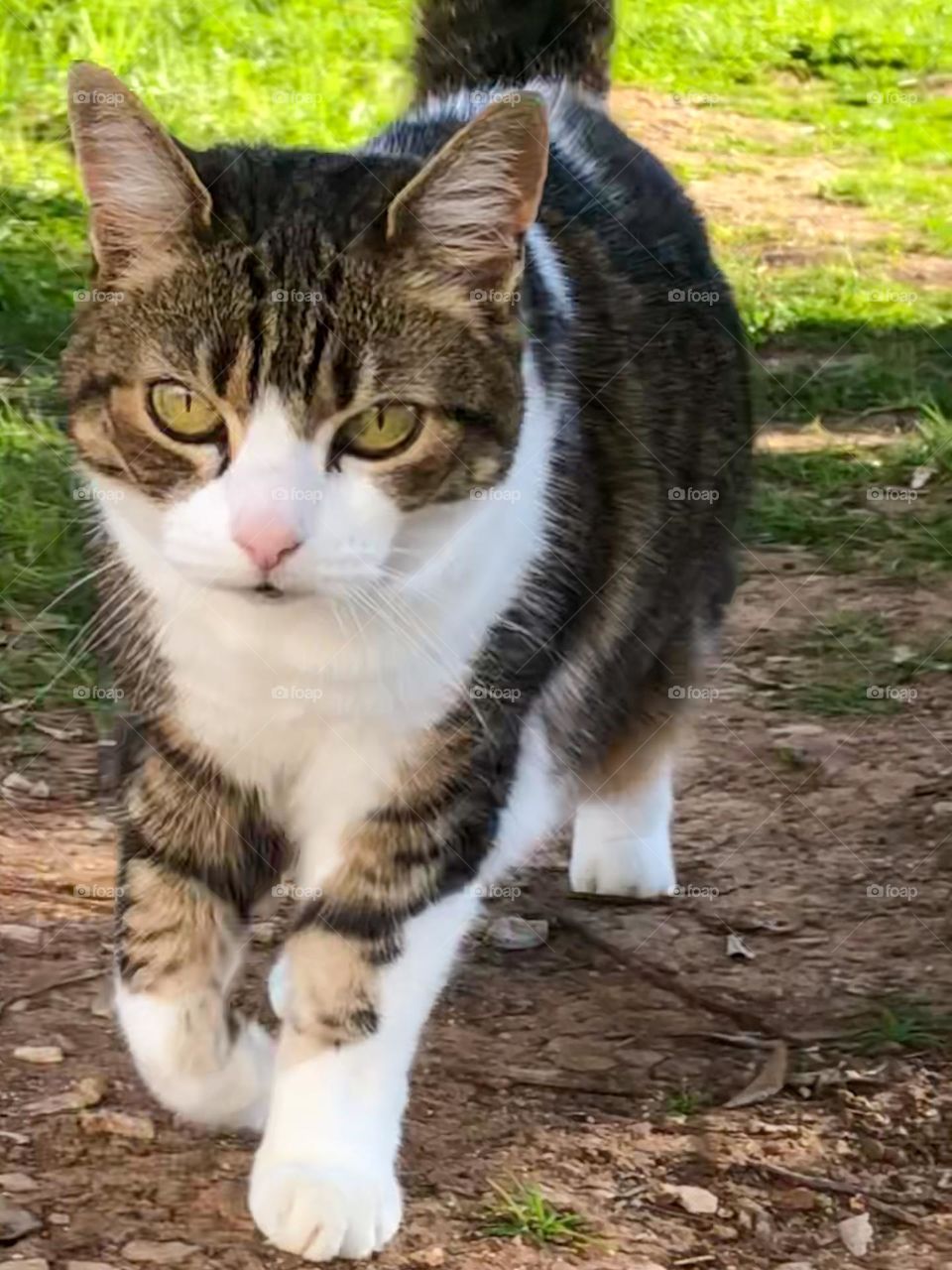 Tabby cat off for a stroll in the garden