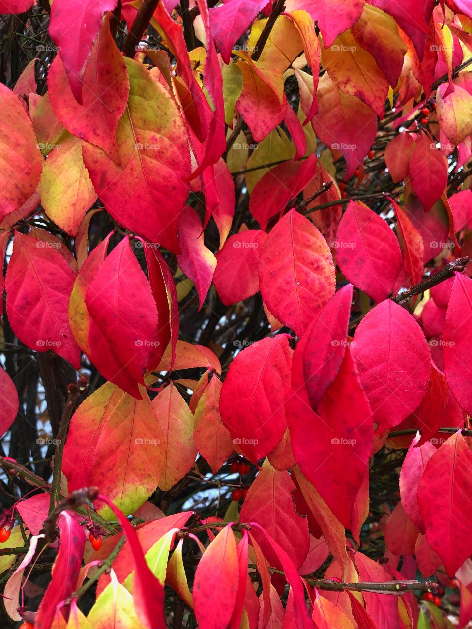 The leaves of the fire bush are so bright and colorful at this time of year. Fall in Maine 
