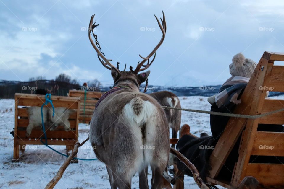 reindeer sledding