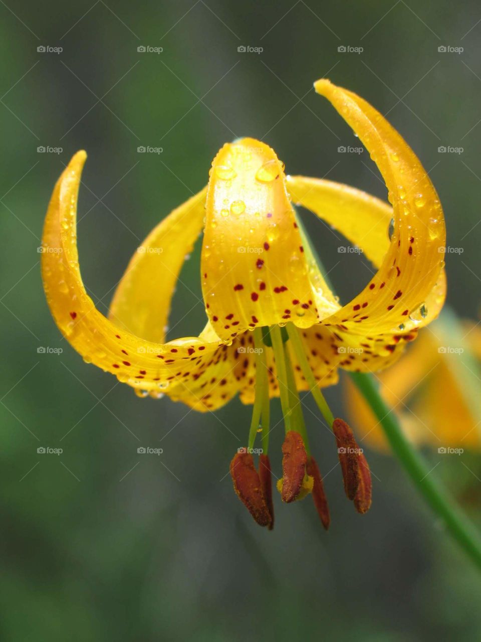 Tiger Lilly